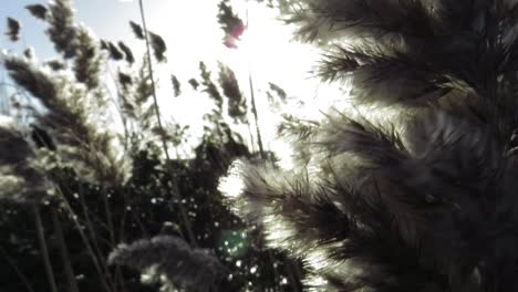 pampas grass moved by wind