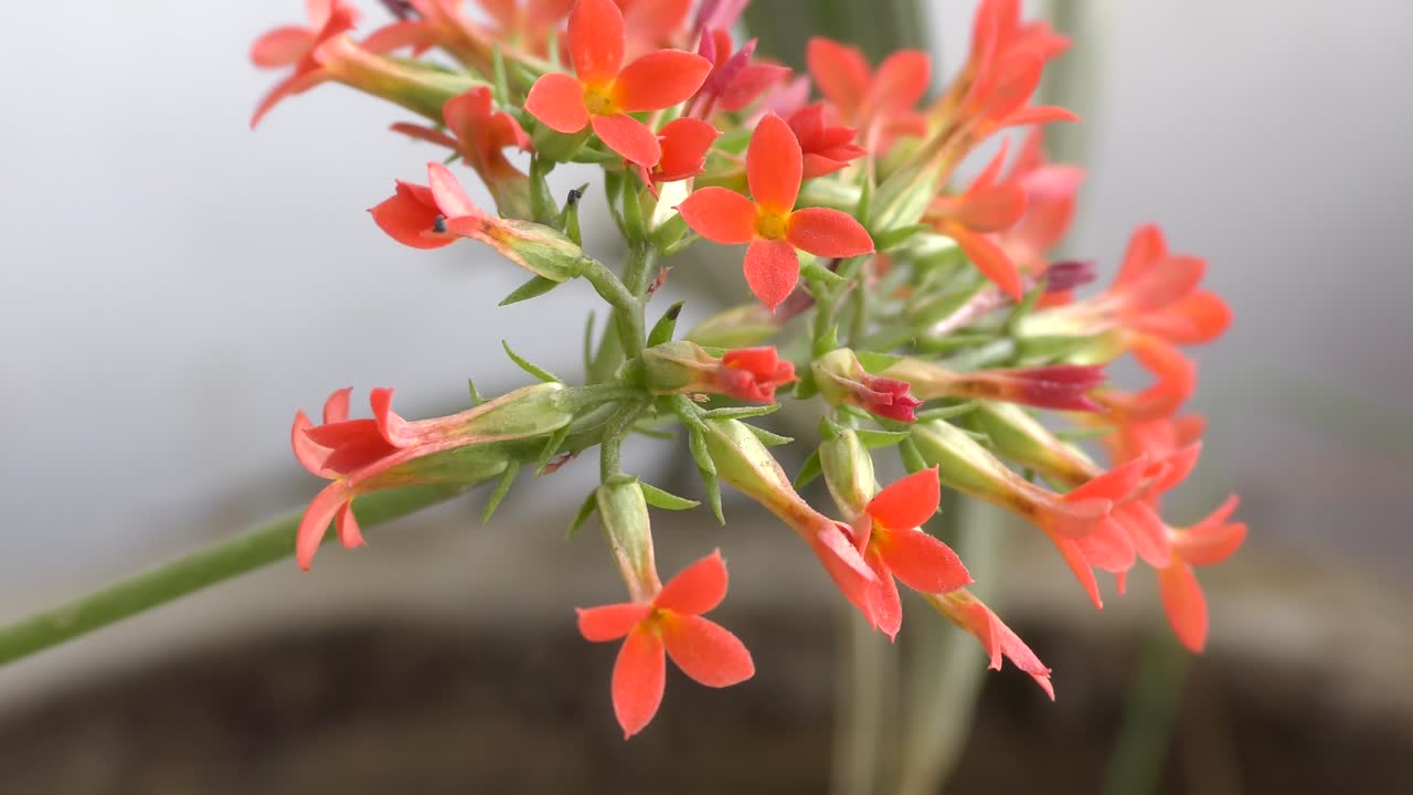 푸른 식물에 작은 은 꽃이 바람에 흔들리고 꽃을 피우고 있습니다.