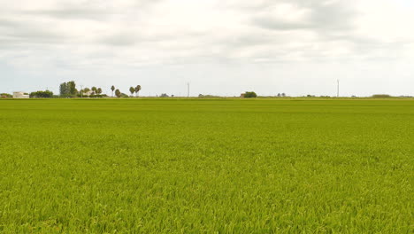 Evergreen-Rice-Field-Growing-In-The-Rural-Farmland