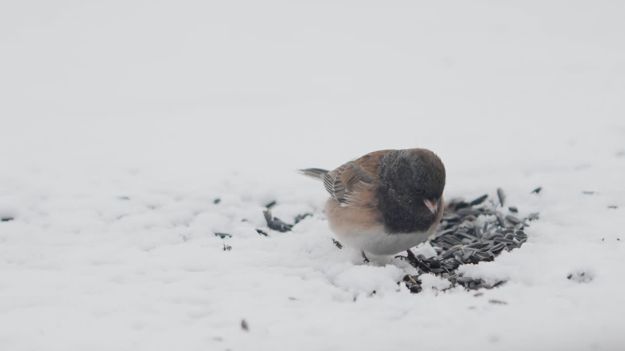 눈밭에 떨어진 해바라기씨를 먹는 까만눈의 준코