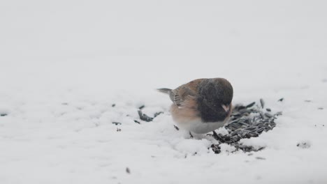 黑眼的<unk>子在雪地里吃着留在地上的向日葵种子