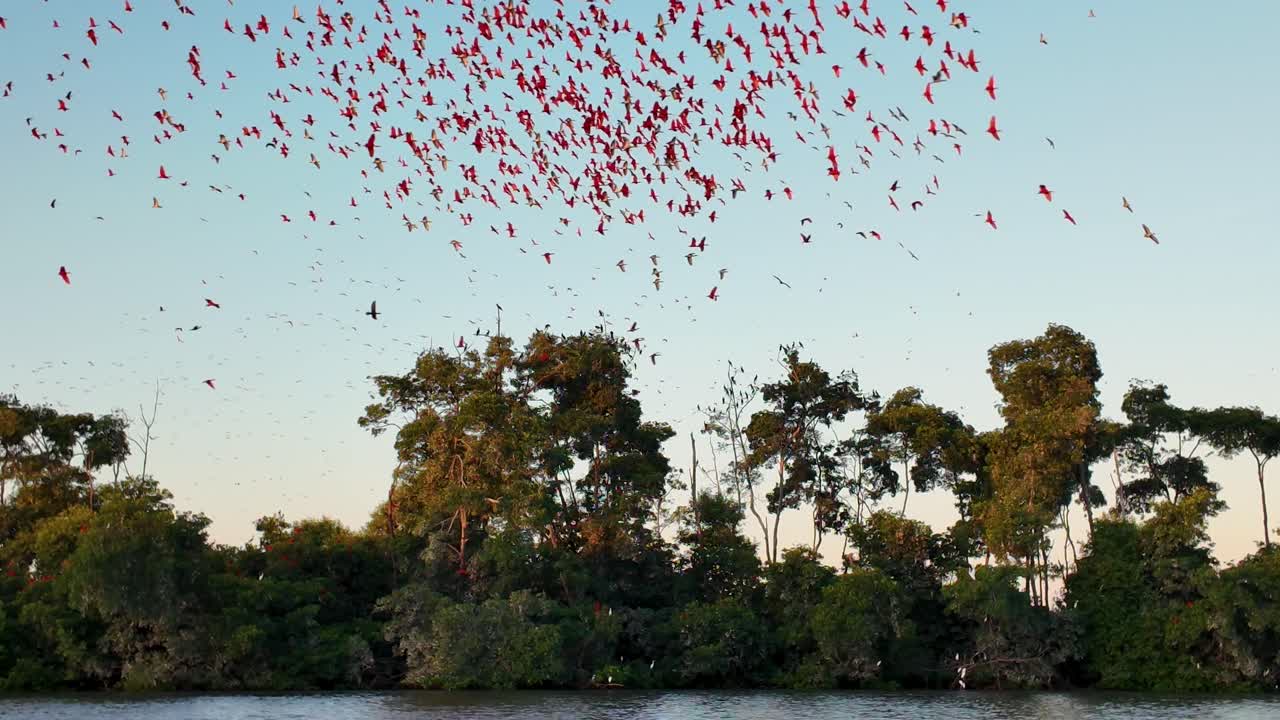 Flight Of The Scarlet Ibis At Araioses In Maranhao Brazil. Wildlife Landscape. Parnaiba Delta Waterfront. Maranhao Brazil. Sea Birds Animals. Flight Of The Scarlet Ibis At Araioses In Maranhao