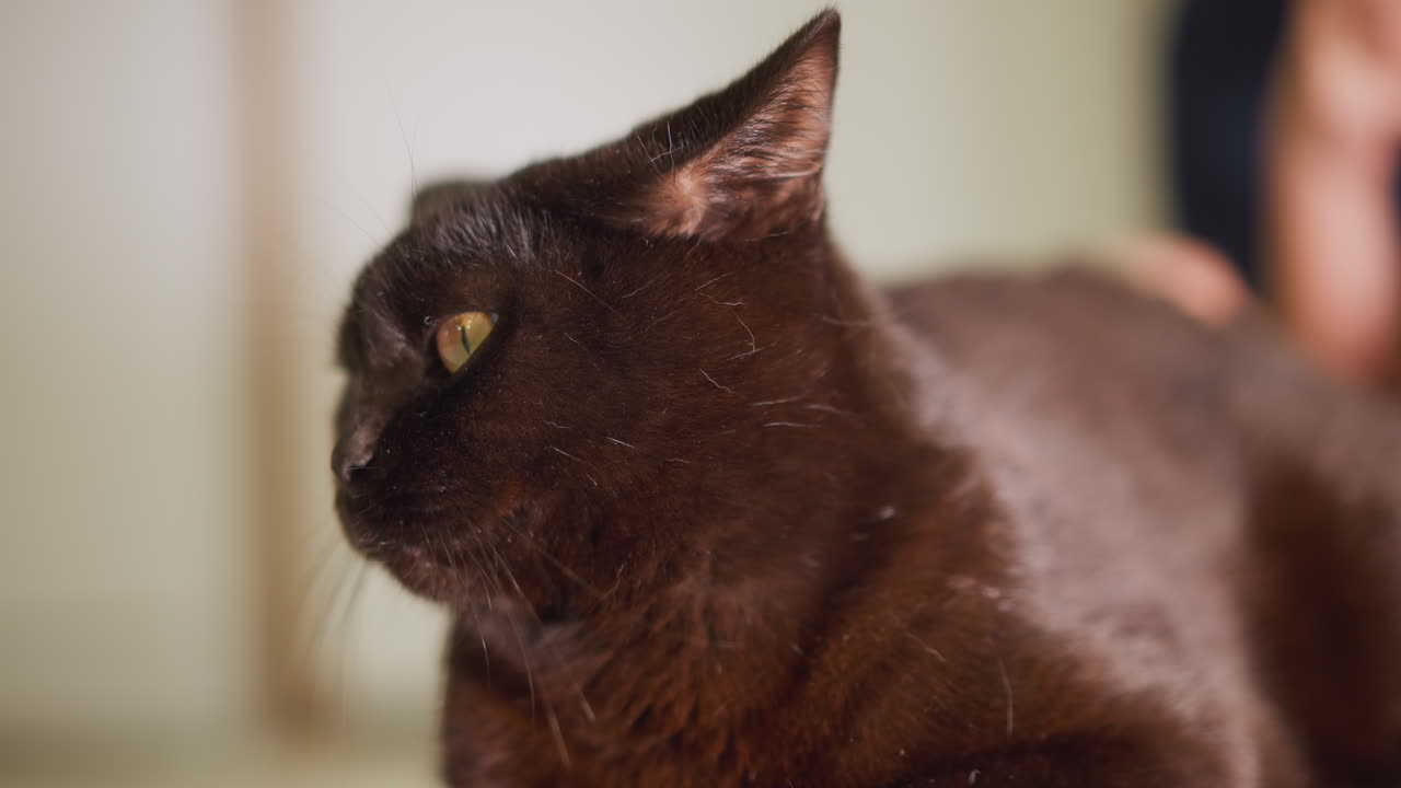 Calmo felino nero che riposa in uno spazio accogliente. Tranquillo gatto nero che giace comodamente in un ambiente domestico caldo. Pacifica scena domestica con un elegante gatto nero dagli occhi ambrati e il pelo lucido
