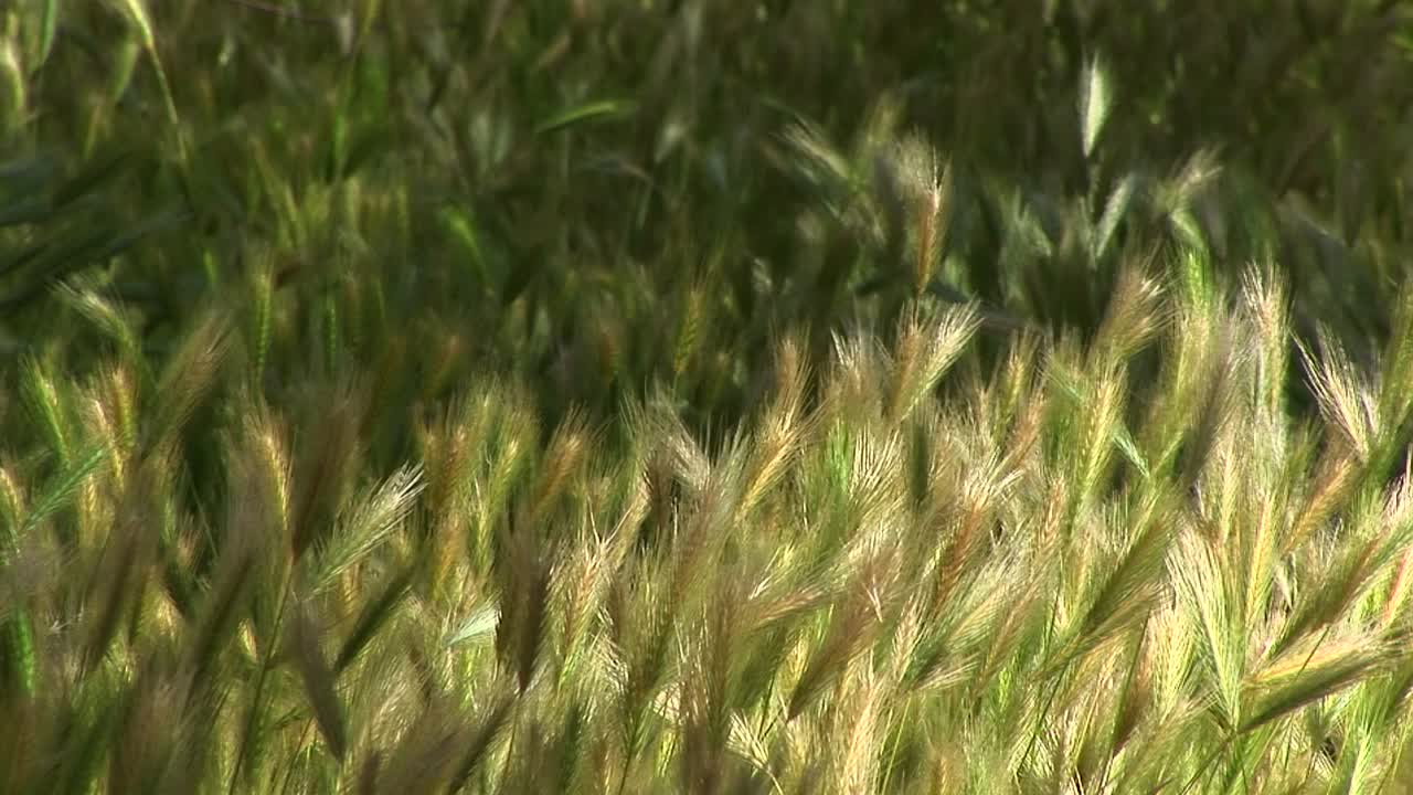 primer plano del cultivo de trigo en el cañón de chelly 1