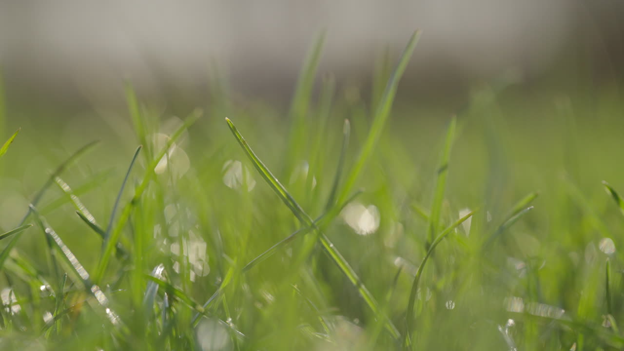 Close-up view of dewy grass