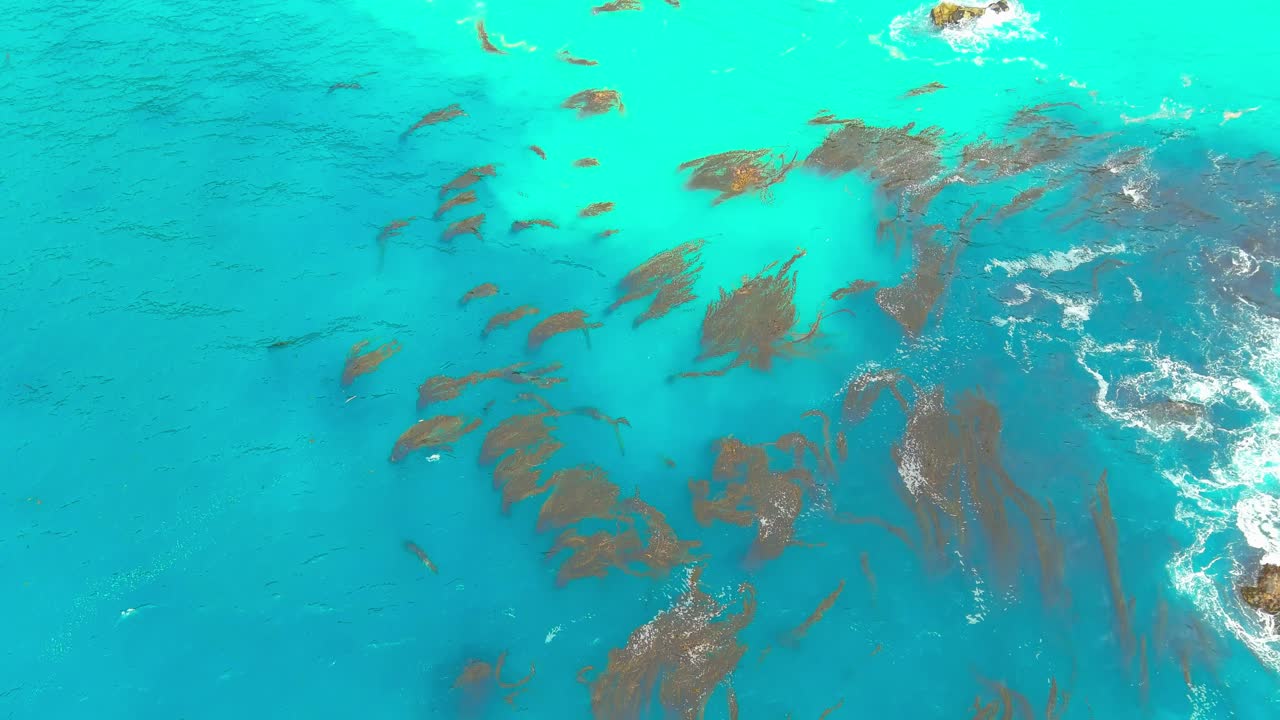 큰 쉬르 해안선 | 캘리포니아 | 공중비행 | 켈프