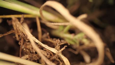 top down view of disturbed fire ant mound - highly magnified portions of grass and dirt stuck to the grass