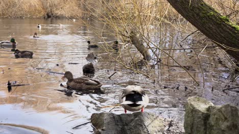 Echtzeit-Gimble-Aufnahme-Von-Stockenten,-Die-In-Einem-Teich-Schwimmen