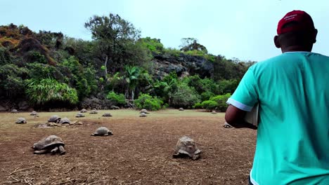 a close-up view of a giant tortoise in the rocky terrain of françois leguat reserve, rodrigues island.