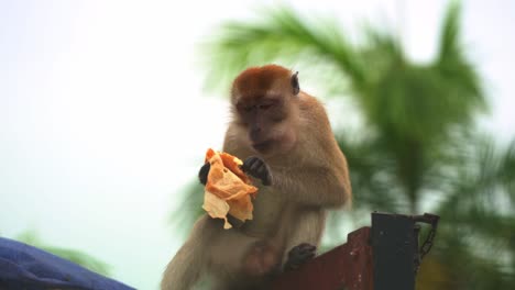 smart hungry crab-eating macaque, also known as long-tailed macaque , sitting on top of a dumpster truck, having a feast, eating leftover food found in the pile, close up shot