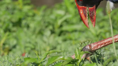 Hermoso-Pájaro-Pukeko-Usando-Los-Pies-Para-Comer-Hierba,-De-Cerca