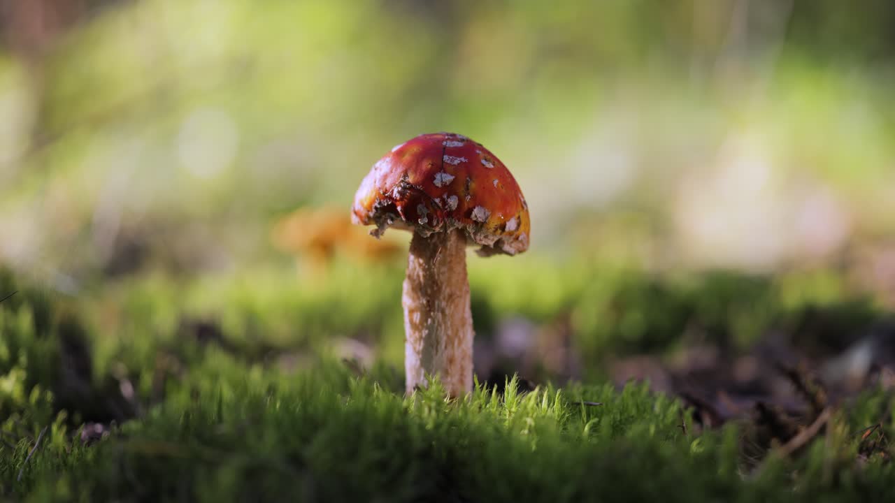 Red Mushroom in a Forest
