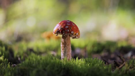 hongo rojo en un bosque