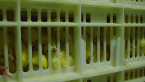 multiple broiler chicks pressed inside container at latvian poultry factory