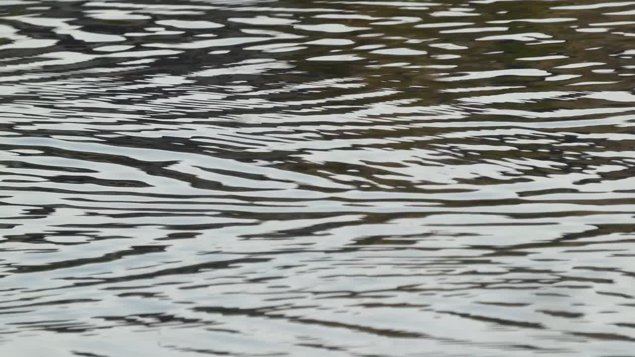 peces saltadores y ondas de agua