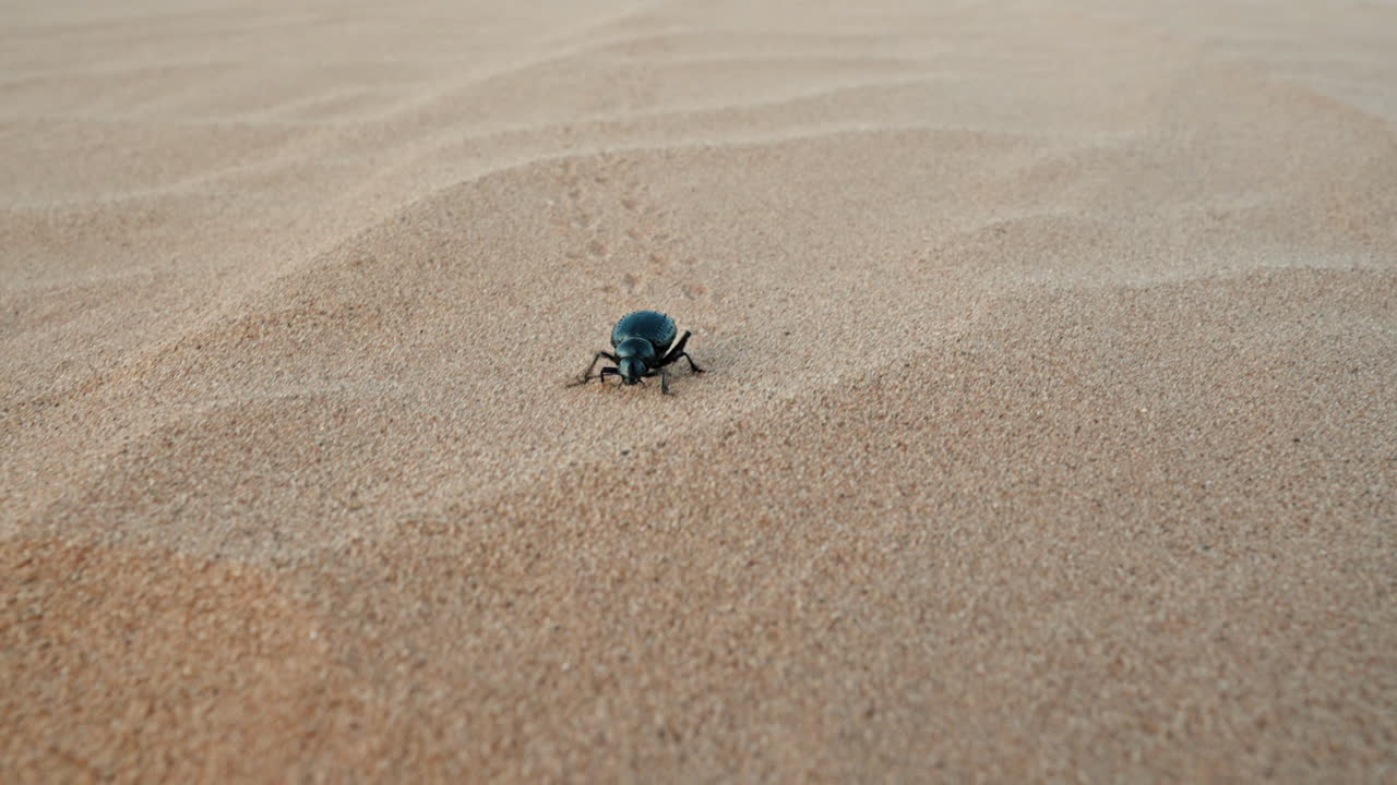 un coleottero blu striscia sulla sabbia dorata sotto un cielo limpido
