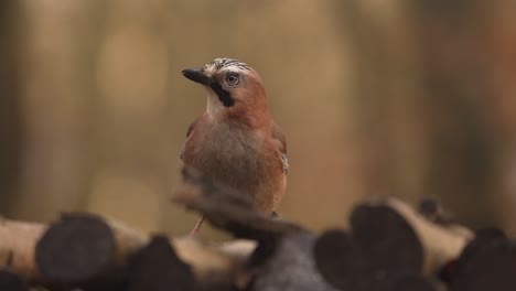 frontal shot of eurasian jay sitting still on wood stack