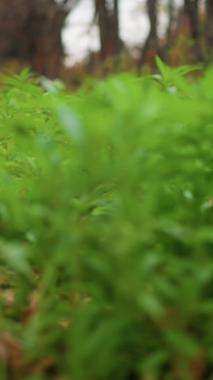 primer plano de plantas verdes exuberantes que crecen entre el follaje seco de otoño con árboles en el fondo, las hojas vibrantes contrastan con el follajes caídos de tierra