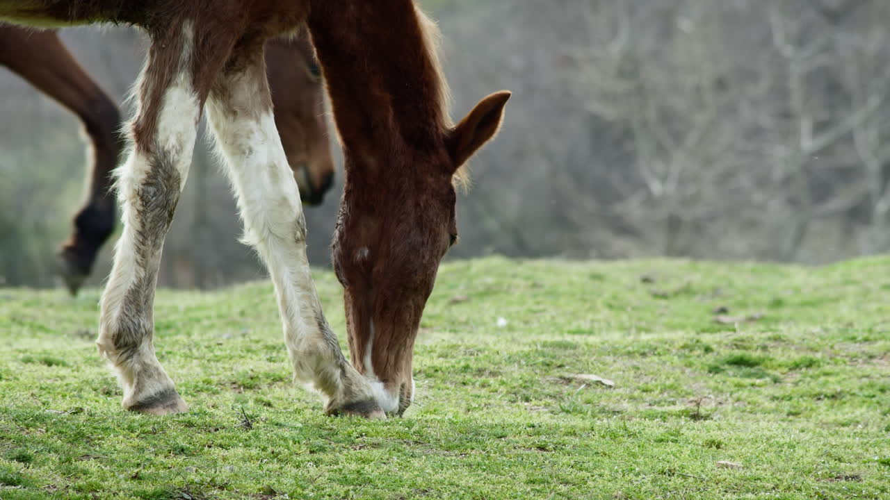 Cavallo selvaggio marrone in piedi su un prato verde che mangia l'erba al rallentatore