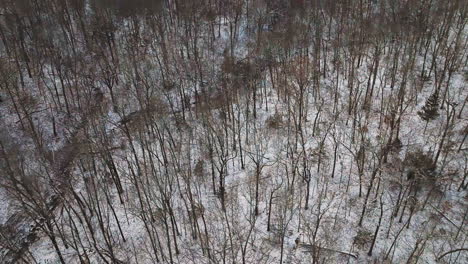 Schneebedeckte-Mammutbäume-Im-Winter,-Arkansas,-Keine-Leute,-Ruhig,-Luftaufnahme