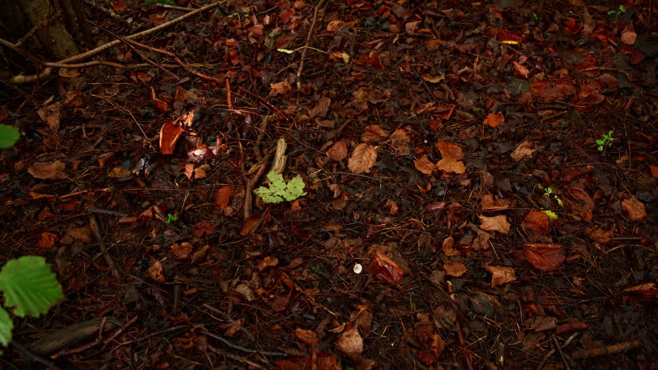 Leaves falling down to the ground on a calm autumn day with colorful leaves and dirt