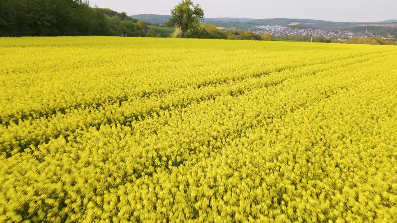 campos de colza amarillos y vibrantes que crecen en el hermoso campo cerca de la ciudad de wetzlar en alemania, europa
