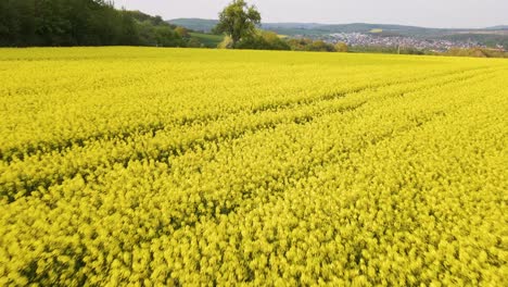 Campos-De-Colza-Amarillos-Y-Vibrantes-Que-Crecen-En-El-Hermoso-Campo-Cerca-De-La-Ciudad-De-Wetzlar-En-Alemania,-Europa