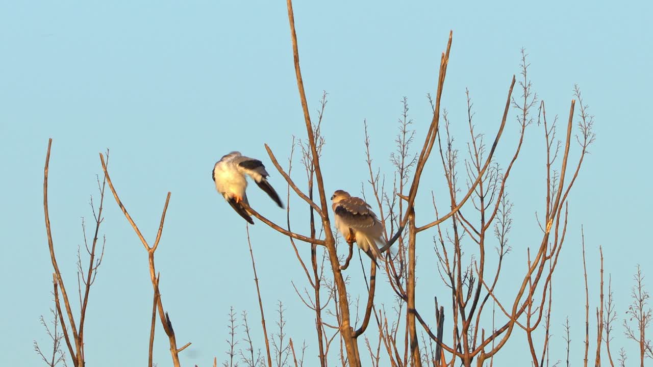Black-shouldered Kite chicks preening their feathers, perched on a branch
