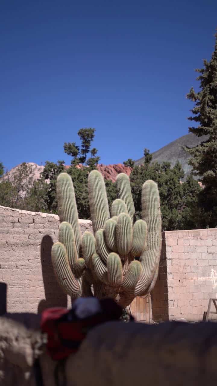 Un grande cactus sta crescendo davanti a un muro. Il cactus è alto e ha molti rami. Il cielo è blu e non ci sono nuvole. La scena è pacifica e serena