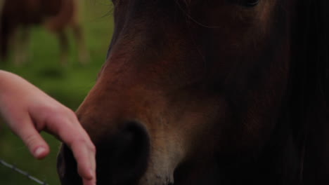 caballo acariciando a mano en islandia