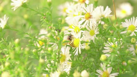 wasp sipping nectar on daisies - closeup shot