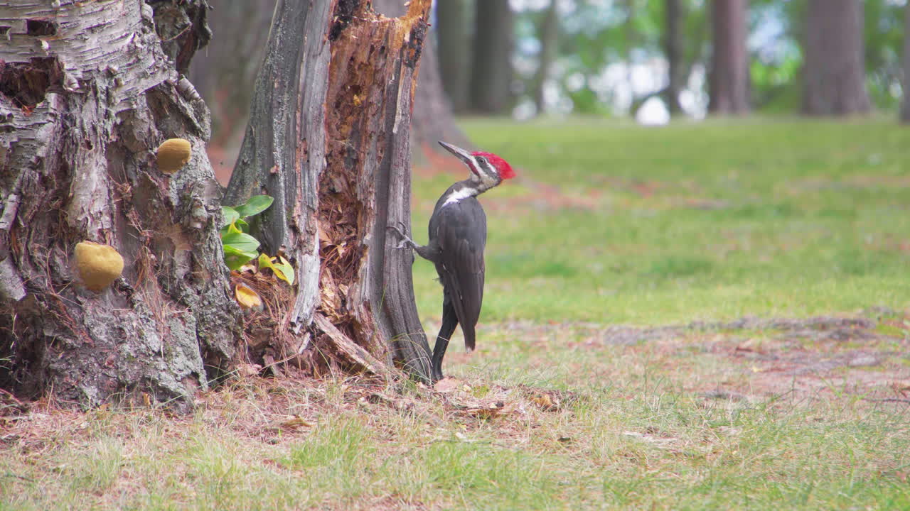 Pileated Woodpecker in a Park