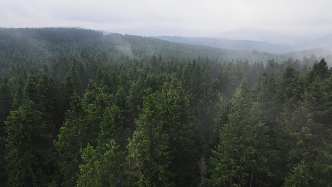 Aerial Drone View Flight over pine tree forest