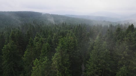 aerial drone view flight over pine tree forest