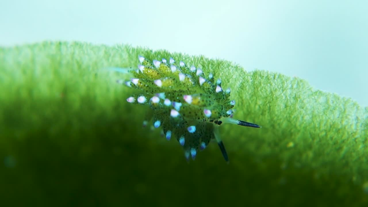 숀 양 costasiella kuroshimae nudibranch 잎 가장자리에 방목