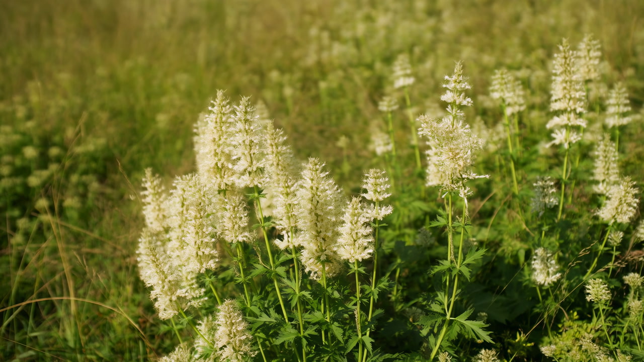 Sunlit Meadow With White Wildflowers Close Up Of Clustered Spire Blossoms Among Tall Grass, Warm Golden Light,