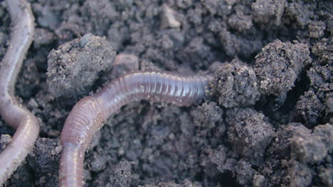 close-up of an earthworm as it slowly moves in the soil