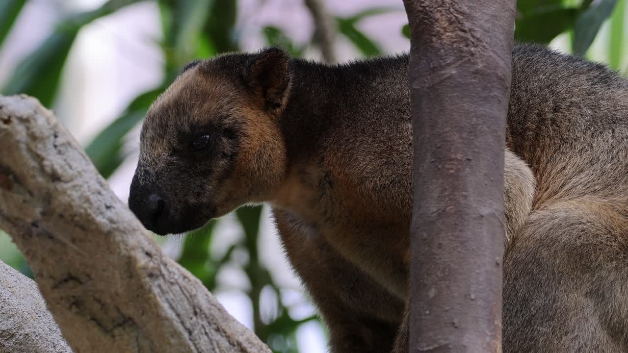 Tree kangaroo climbing and exploring tree branches