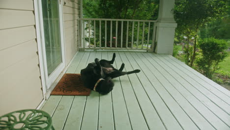 Schwarzer-Hund-Rollt-Und-Spielt-Auf-Der-Veranda