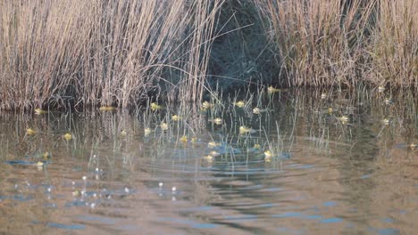 Static-view-of-wildlife-at-the-wetland-showing-head-of-frogs-over-the-surface-of-water-beside-brown-bushes