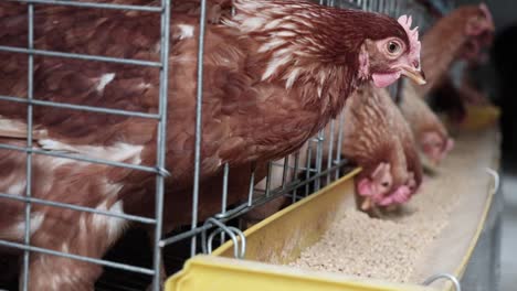 hens inside the cage eating their food in the tray