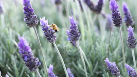 una abeja recogiendo néctar de las flores de lavanda
