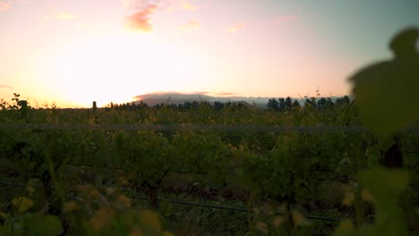 Revealing-shot-of-a-sunset-behind-a-vine-at-a-vineyard-during-dusk-in-Waipara,-New-Zealand