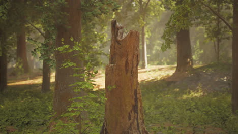 a lone tree stump in a lush green forest