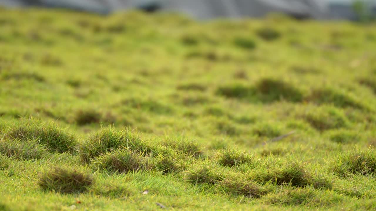 정원 초록 잔디의 클로즈업 뷰