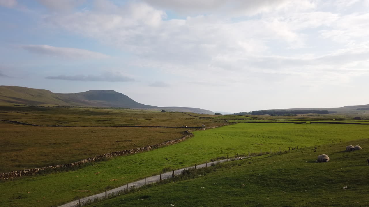 ovejas descansando en un campo en el parque nacional de los valles de yorkshire con la montaña ingleborough al fondo