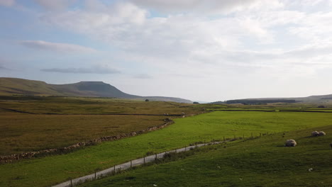 sheep resting in a field in the yorkshire dales national park with ingleborough mountain in the background