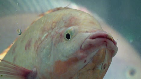 primer plano de tilapia en el tanque