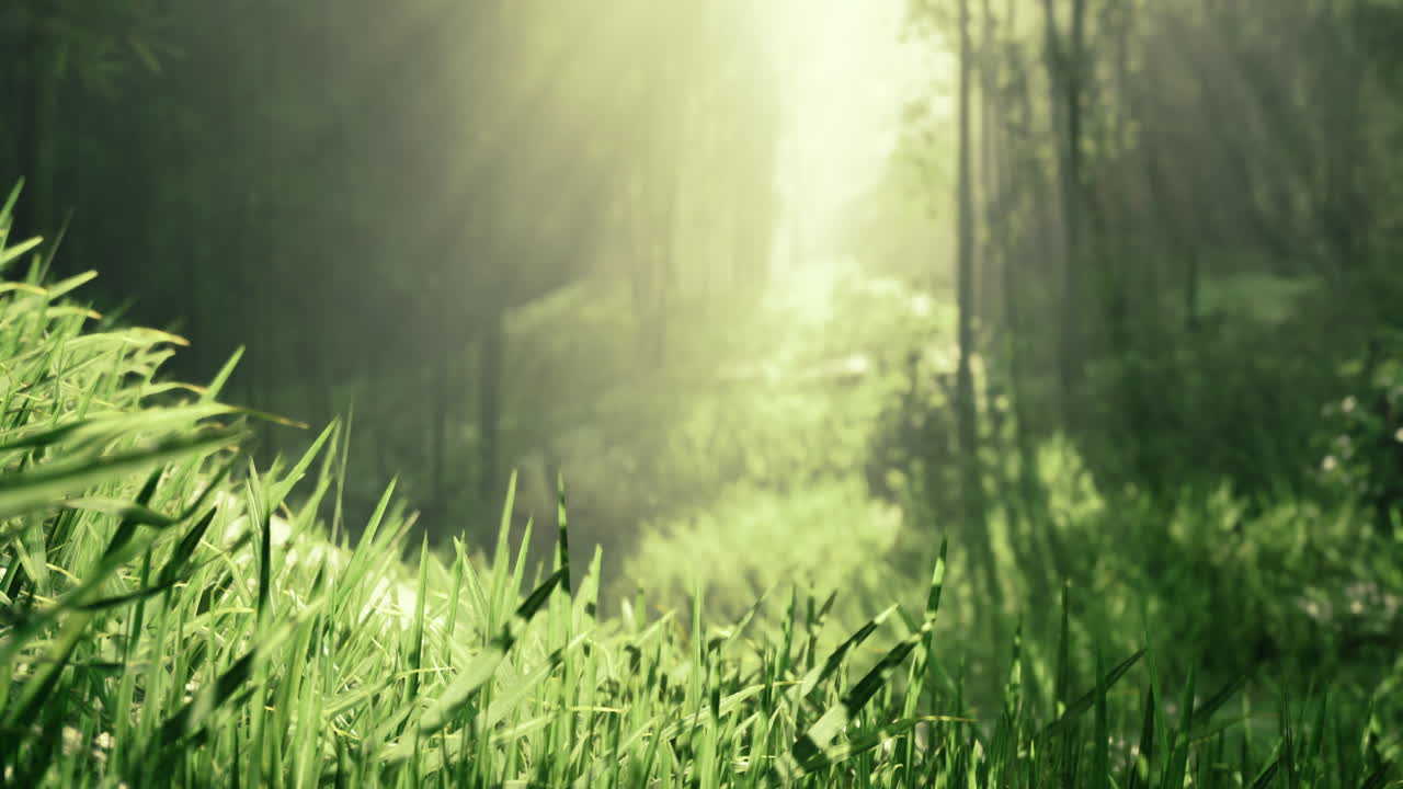 빛은 활기찬 숲 풍경의 울창한 초록색을 통해 필터링됩니다.