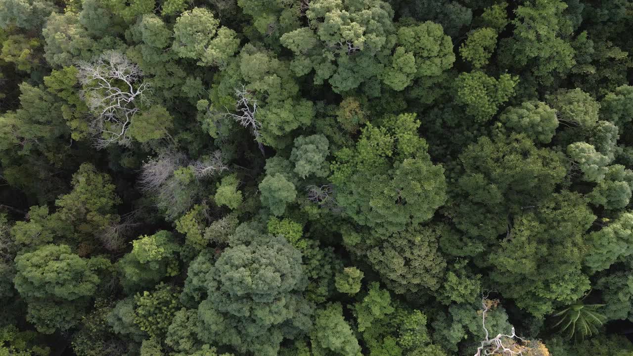 descendiendo por toma aérea del exuberante dosel tropical denso del bosque lluvioso